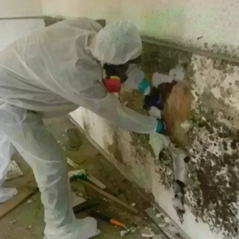 Mold Remediation and Removal in Andover, MN